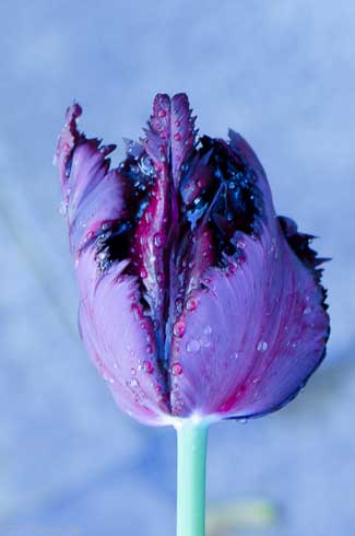 Black Parrot Tulip