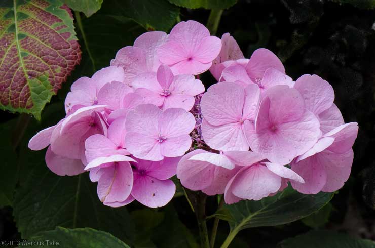 Hydrangea (Hortensia)