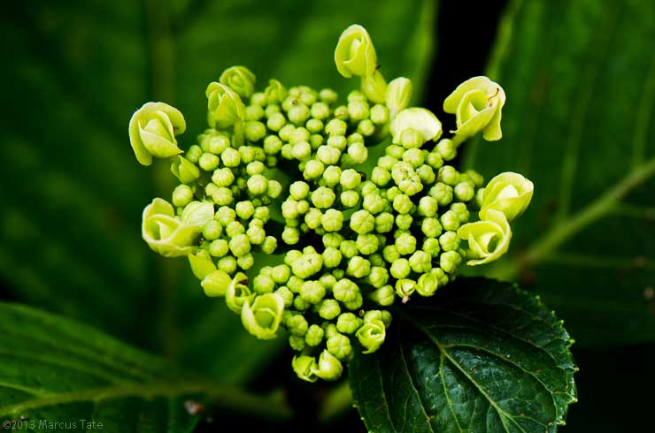Hydrangea Buds(Hortensia)