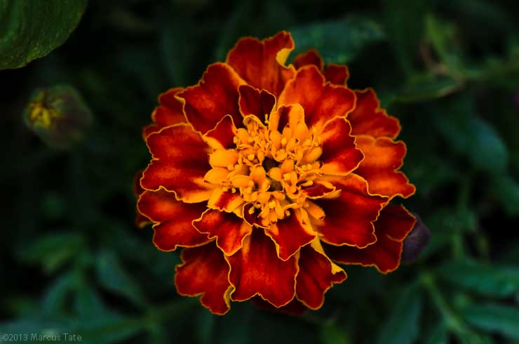 Marigold