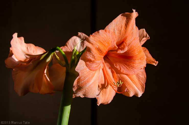 Hippeastrum Vera