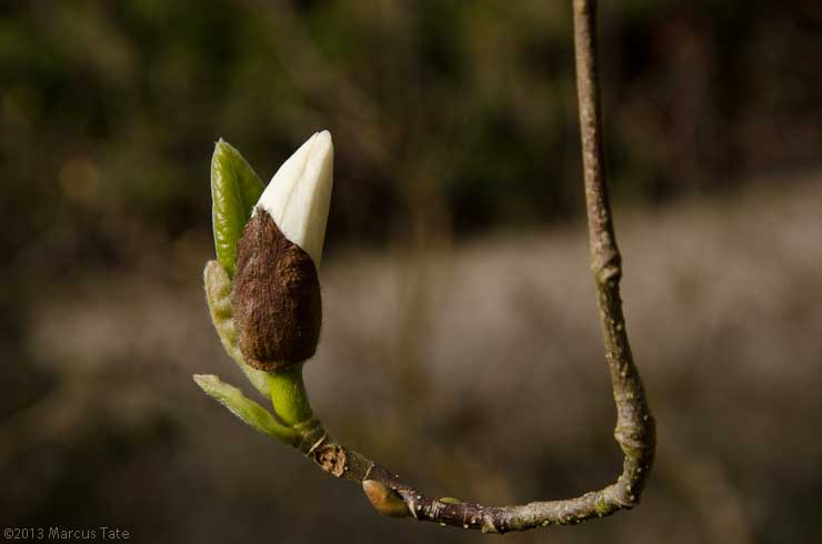 Magnolia Bud