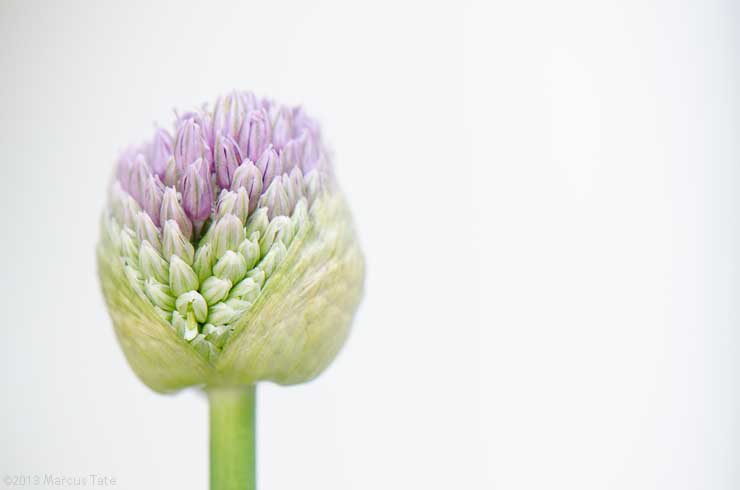 Allium Giganteum